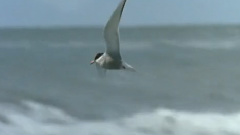 百鳥朝鳳