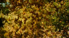 民樂群星 - 打棗