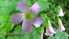 江山如畫 寂靜山林