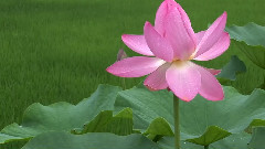 出水蓮