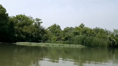 飛吧美麗的蝴蝶