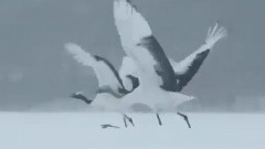 丹頂鶴的故事