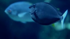深海魚的世界
