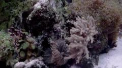 Cnidarians 海洋刺絲胞動物