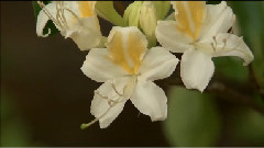 約塞米蒂國家公園的春夏秋冬