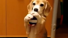 動物星人