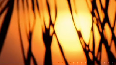 The Light At Dusk