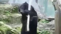功夫王之風云雄霸天下
