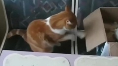 搖擺的喵星人