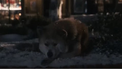 Hachi歸來