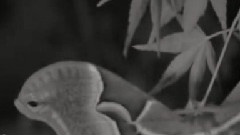 飛蛾撲火