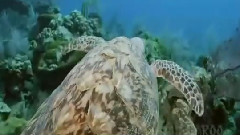 藍色