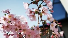 さくら(獨唱)