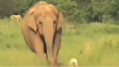 快樂的動物