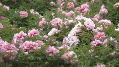 洛陽牡丹