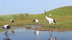 2015鶴城之夏