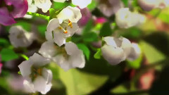<大自然在說話> 預告片 湯唯粵語配音版