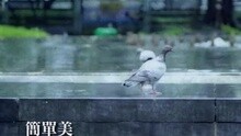 簡單美