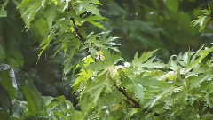 輕音樂 - Summer Rain