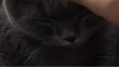 鹿Boss家的Cat大人 貓生贏家