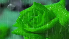 玫瑰花又開