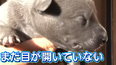 ペットの王國 ワンだランド