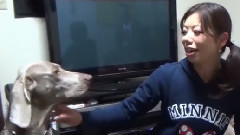 刨根問底探索隊 感謝小動物 汪星人喵星人誰來看家SP 全一回