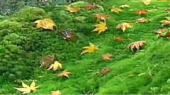 民樂群星 - 彈起我心愛的土琵琶