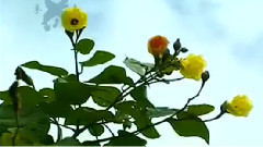 民樂群星 - 吐魯番的葡萄熟了 琵琶版
