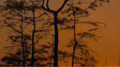 民樂群星 - 映山紅 琵琶版