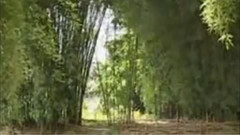 民樂群星 - 月光下的鳳尾竹 葫蘆絲版