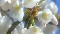 民樂群星 - 葬花吟 洞簫版
