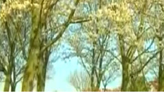 民樂群星 - 采茶舞曲 葫蘆絲版
