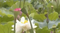 民樂群星 - 甜蜜蜜 葫蘆絲版