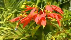 民樂群星 - 幾度夕陽紅 絲竹音樂