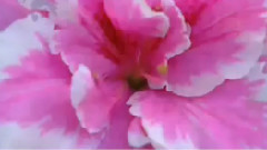 民樂群星 - 藍與黑 絲竹音樂