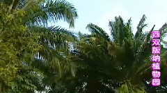 民樂群星 - 明月千里寄相思 絲竹音樂