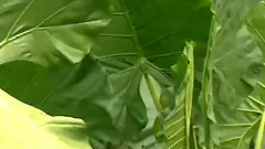 民樂群星 - 情人的眼淚 絲竹音樂