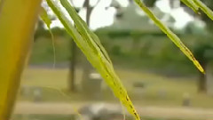 民樂群星 - 夜來香 絲竹音樂