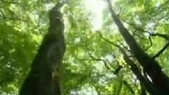 民樂群星 - 格桑拉 古箏版