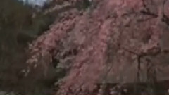 民樂群星 - 到春來 廣東音樂