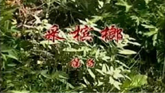 民樂群星 - 采檳榔 笛子版