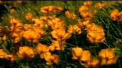 民樂群星,音樂短片 - 天女散花