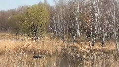 西伯利亞的春天 米哈伊爾.凱瑟列夫電影音樂