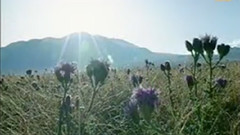 民樂群星 - 草原上 中胡獨奏