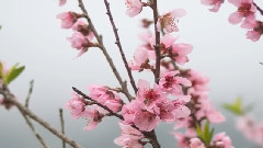 晚風