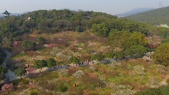 緣來梅園
