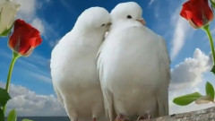 輕音樂 - This is love. .(music Farid Farjad)