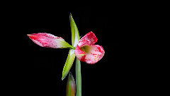 El Condor Pasa 花朵綻放