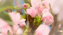 輕音樂 - Schubert Impromptu In G Flat Major No 3